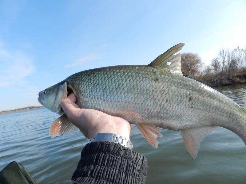 Отчет от Maxbet, 08.11.2014