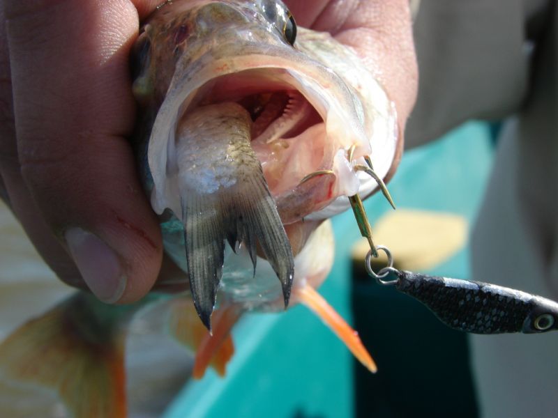 Отчет от AVGust, 12.06.2015