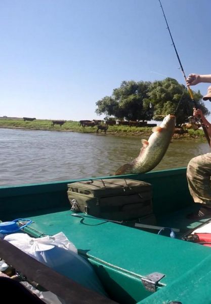 Отчет от Михаила (balamut 1), 25.07.2015