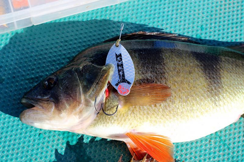 Отчет от Andrei, 19.09.2015