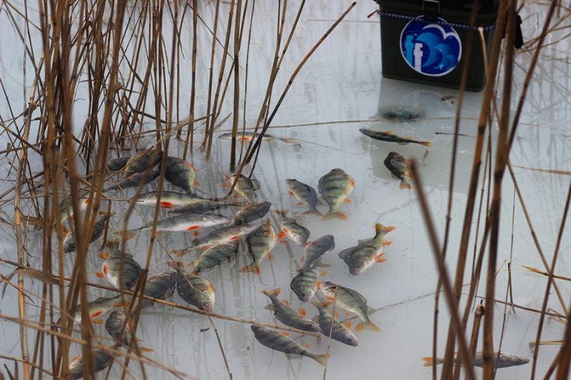 Отчет от Andrei, 23.01.2016