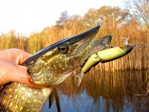 Где стоит зубастай бестия?!