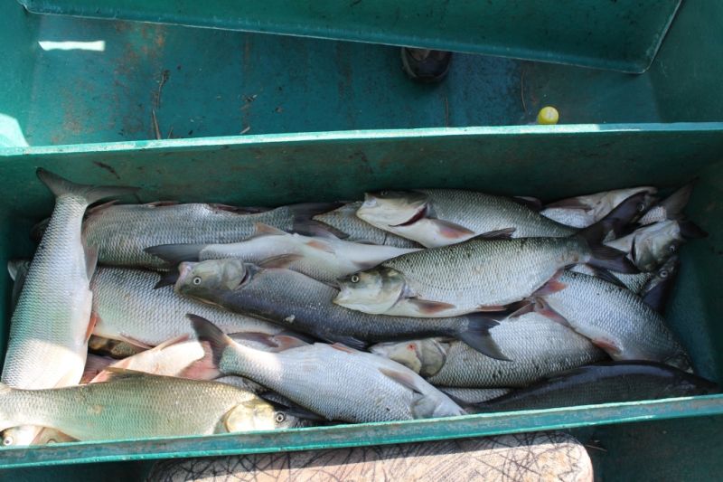 Отчет от RSM 36, от 07.05.2017