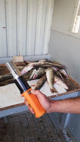 Сегодня был судак